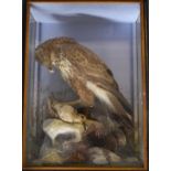 Late 19th/20thC taxidermy study of a buzzard with prey in naturalistic setting within a glazed case,