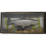 Taxidermy study of an Arctic char in glazed bow fronted case with gilt script '8lbs-14oz. Arctic