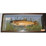 Taxidermy study of a brown trout in glazed case, label within 'Trout-Salmo-Trutta- Taken by A E