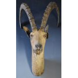 Taxidermy study of an ibex, H63cm