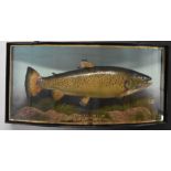Taxidermy study of a brown trout in glazed bow fronted case, with gilt script 'Trout 6lb 15ozs