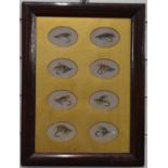 Framed set of eight watercolours of tied salmon fishing flies, each monogramed MB, with gilt mount