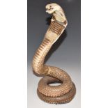 Taxidermy study of a cobra or similar snake, 31cm tall