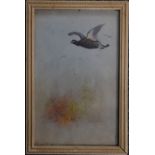 Jas (James) Stinton (Royal Worcester artist 1870-1961), watercolour pheasant in flight, signed lower