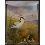 Taxidermy study of an avocet hatching chicks (replica eggs), in glazed case, taxidermist