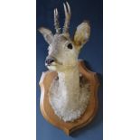 Taxidermy Roe deer head mounted on wooden shield, H58cm