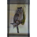 Taxidermy study of a long eared owl, in glazed case, taxidermist Mike Gadd, W33 x D23 x H49cm. Log