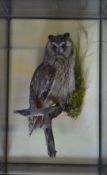 Taxidermy study of a long eared owl, in glazed case, taxidermist Mike Gadd, W33 x D23 x H49cm. Log