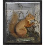 19thC taxidermy study of a red squirrel in glazed case, W27 x D11 x H30cm