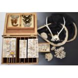 Natural History / taxidermy items including large collection of mounted butterflies, entomological