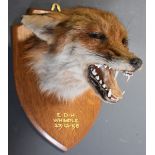 Taxidermy study of a fox mask with 'EDH Whimple 12-12-58' in gilt lettering to the oak plaque,