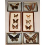 A collection of framed and mounted butterflies