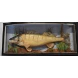 Taxidermy study of a zander in glazed bow fronted case, taxidermist Robert Stuart, Aldershot, W90