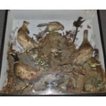 Late 19th/20thC taxidermy study to include Pheasant, Water Rail, Bullfinch, Chaffinch, Hedgehog,