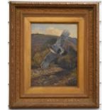 M. Heywood oil on canvas study of a grouse in flight with river landscape beyond, signed lower