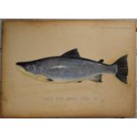 P.D Malloch Perth watercolour study of a Salmon, titled H.F.S, 38lb 27th April 1924 38lb, 29.5 x