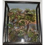 Taxidermy study of jays feeding chicks, in large glazed case, W65 x D30 x H77cm