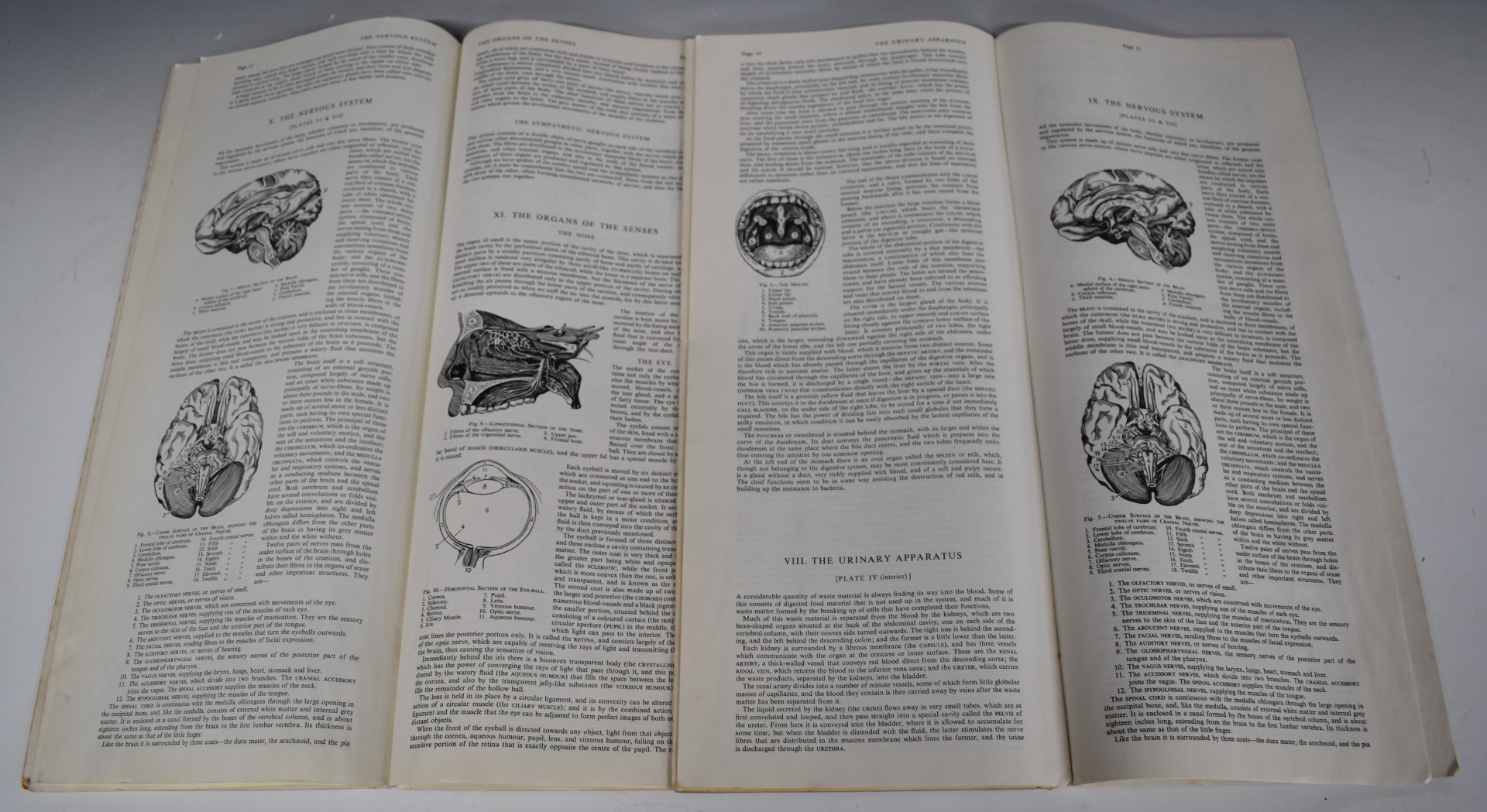 Philip's Anatomical Model of the Human Body, originally edited by William S Furneaux, together - Image 3 of 3