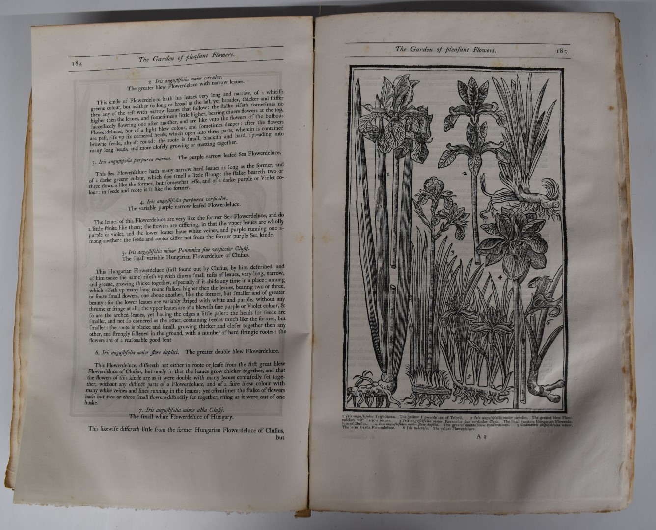 Paradisi In Sole Paradisus Terrestris by John Parkinson Faithfully Reprinted from the Edition of - Image 3 of 3