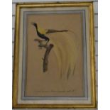 After Barraband etching No4 Le Petit Oiseau de Paradis Emeraude, male No4 bird on a branch, 53 x