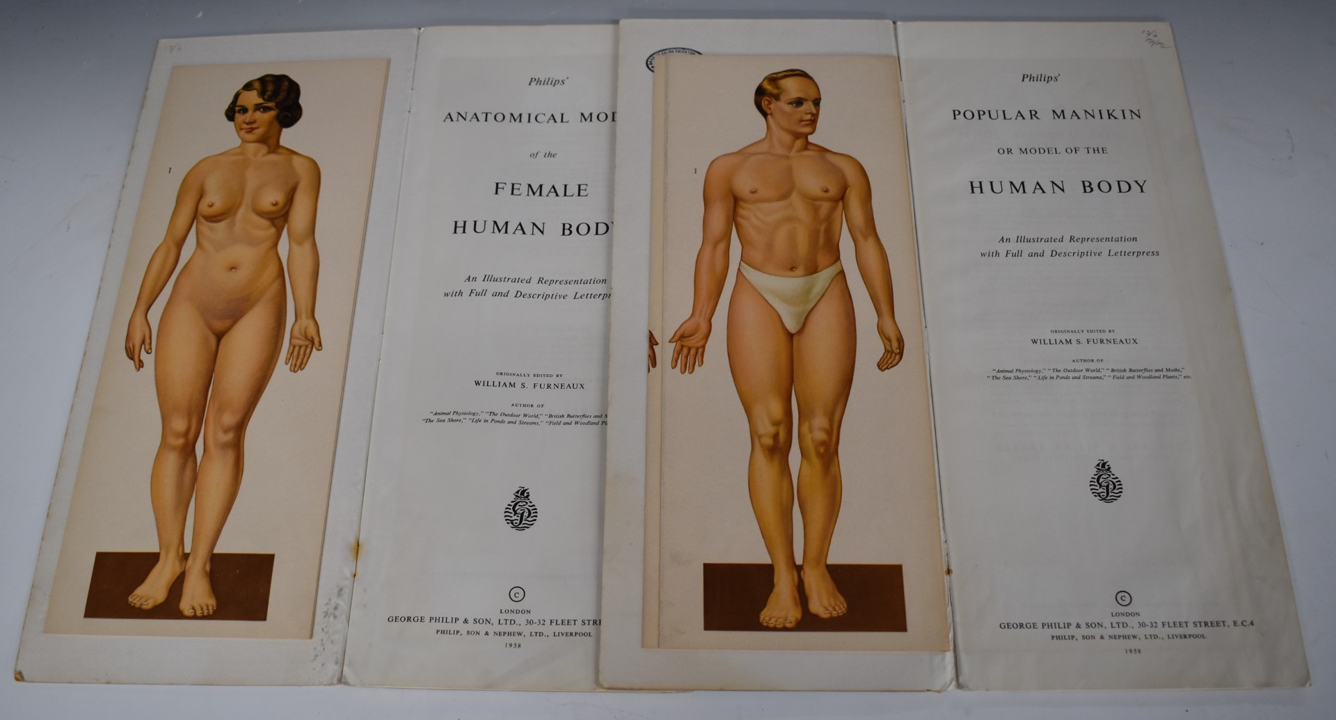 Philip's Anatomical Model of the Human Body, originally edited by William S Furneaux, together - Image 2 of 3