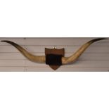 A pair of taxidermy American buffalo horns mounted on shield shaped wooden wall plaque, width 136cm