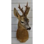 Taxidermy roe deer head and shoulder mount, base of chest to tip of horns 64cm