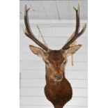 Taxidermy study red deer stag head and shoulder mount with eight point antlers, base of chest to tip