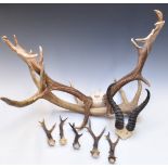 Taxidermy pair of stag antlers (width 63cm) together with a similar single antler, a pair of