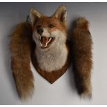 Taxidermy study of a fox mask mounted on wooden shield shaped wall plaque together with two fox