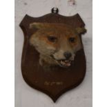 Taxidermy fox mask study mounted on a wooden plinth, dated 1913, H31cm