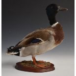 Taxidermy study of a mallard drake mounted on wooden plinth, H38cm.