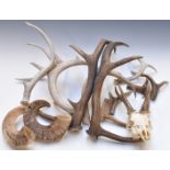 Large collection of deer antlers, two rams horns etc