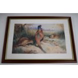Four Archibald Thorburn limited edition prints of game birds including pheasants, woodcock and