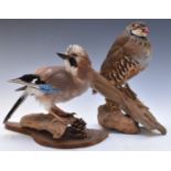 Two taxidermy studies of birds red legged partridge and a jay, both mounted on logs, largest H29cm