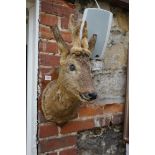 Taxidermy: a Roe buck head in velvet, on pine shield labelled 'James Gardner...53 High Holborn...'.