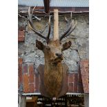 Taxidermy: a Red Deer head, with ten-point antlers, on mahogany shield.