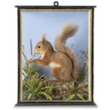 Taxidermy: A Red Squirrel by Lowne, with label to rear, early 20th century, 34cm high by 28cm wide,