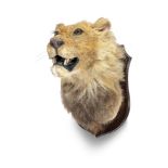 Taxidermy: A Lion trophy on shield, 63cm high