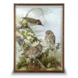 Taxidermy: A pair of Little Owls and a Woodpecker by Spicer, signed to rockwork and with label to