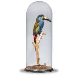 Taxidermy: A very unusual Plate-billed Mountain Toucan, South American, in earlier glass dome,