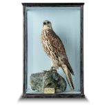 Taxidermy: An Icelandic Falcon by Chawkley, late 19th century, with label to rear, 71cm high by 47cm