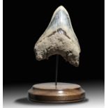 Natural History: A very large Megalodon tooth, Indonesian, Miocene, 16.2cm on the diagonal on