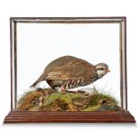 Taxidermy: A Red Legged Partridge by Spicer, early 20th century, with handwritten paper label to