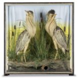 Taxidermy: A rare pair of Bitterns by Hutchings of Aberyswyth with label, late 19th century, 90cm