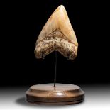 Natural History: A very large Megalodon tooth, Indonesian Miocene, 14.6cm on the diagonal on stand