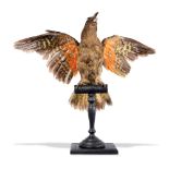 Taxidermy: A full mount New Zealand Kea, Victorian, unusually mounted on a later stand with its