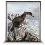 Taxidermy: A Shag by Peter Spicer, early 20th century, with label to rear , 74cm high by 63cm wide,