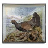 Taxidermy: A magnificent Capercaillie by Peter Spicer, early 20th century, with label to reverse,