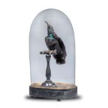 Taxidermy: A Paradise Riflebird in a Victorian glass dome, Victorian, 50cm high